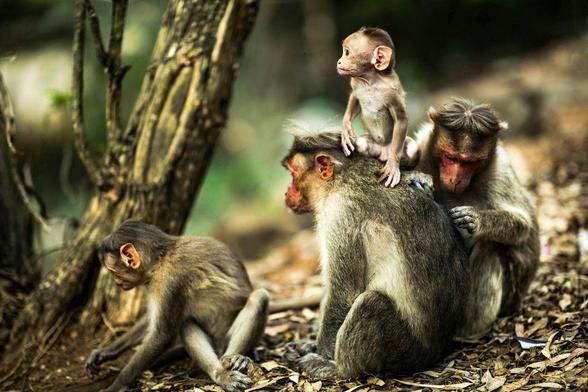 family of rhesus macaques in the wild