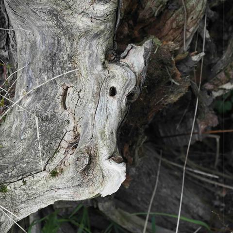 The image shows a piece of driftwood or an old tree stump with interesting textures and patterns. The natural shapes and lines in the wood resemble a face, giving it a unique and artistic appearance. This kind of visual pattern is often referred to as pareidolia, where people see familiar shapes in random objects.