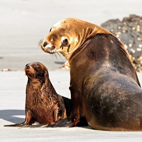 Photo shows two fur seals, a grown up mother and a small pup. The mother is looking searchingly and warningly towards the photographer. The pup is looking curious in the same general direction. The seals are in shades of brown fur from light to dark, with some black and white details for the mother, and mostly darker brown for the pup. They both have very visible whiskers. They are on a light grey sandy beach, with a small rock the size of the mummy seal in the background.