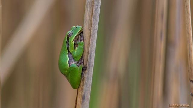 Ein grüner Laubfrosch sitzt in der Vertikalen auf einem verwelktem Schilf-Stängel. Der verschwomme Hintergrund besteht aus verwelktem beigem Schilf. Es sieht so aus, als würde der Frosch seelig schlafen, vielleicht blinzelt er auch einfach in den Moment der Aufnahme.