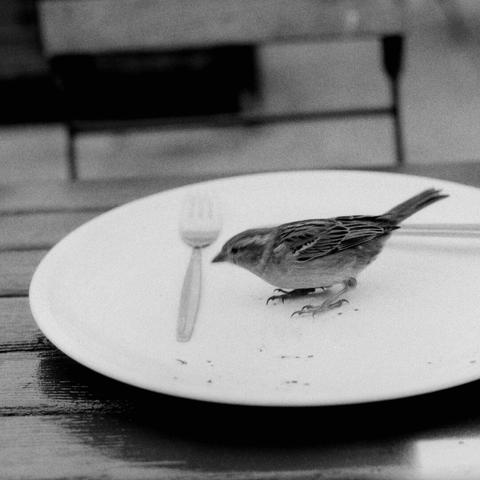 A bird on a plate