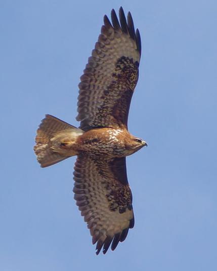 A common Buzzard is making a tourn and showing its full profile 
Wings spread head still horizontal