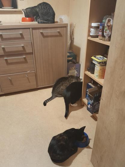 Four cats chowing down.