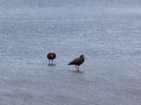 Two black oystercatchers with bright orange beaks, foraging in the low tide sand of a beach