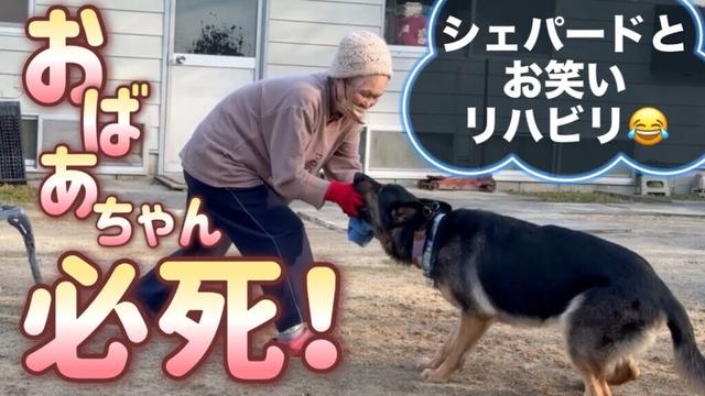 おばあちゃんがんばれ〜！シェパードまろんとおばあちゃんのコント😂うつ病治った？😆【ジャーマンシェパード】
