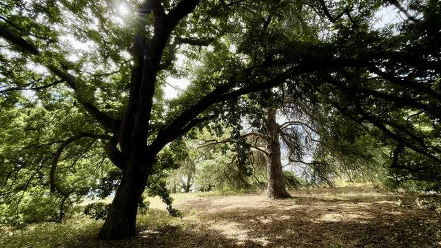 Two trees, an Oak and an Atlas Cedar in a grove.