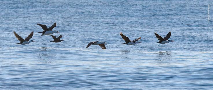 A small flock of cormorants flies low over a calm blue sea, wingtips almost touching the water. Their bodies are in shade, the early sun ahead and to their left as they fly left to right.