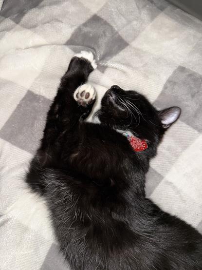 A black and white cat is lying on its back on a soft, checkered blanket. The cat has a black coat with white paws and a white patch on its chest. It is wearing a red collar with a tag. The cat appears to be sleeping peacefully, with its eyes closed and one paw slightly raised. The blanket has a pattern of large squares in shades of gray and white.

Image description provided with Be My Eyes.