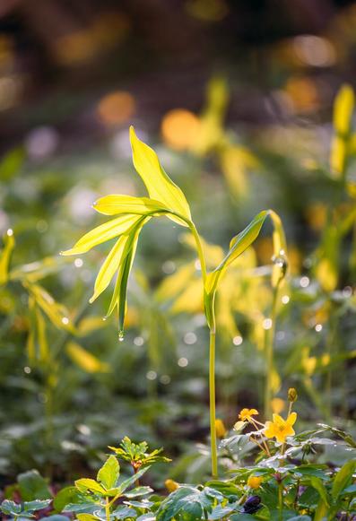 A sunlit sprout with droplets on the tips of the leaves. Background out of focus. A snail in the foreground on the leaves of other greenery.