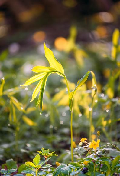 A sunlit sprout with droplets on the tips of the leaves. Background out of focus. A snail in the foreground on the leaves of other greenery.