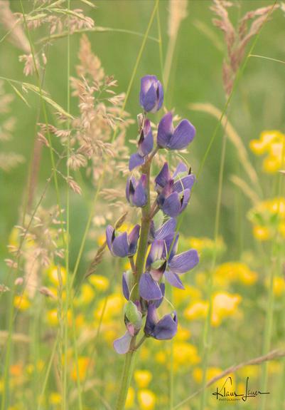 Auf dem Foto sieht man eine blauviolett blühende vielblättrige Lupine umgeben von grünen sowie trockenen Grashalmen mit Samenständen. Der Hintergrund ist verschwommen grün mit gelben Blüten durchsetzt.