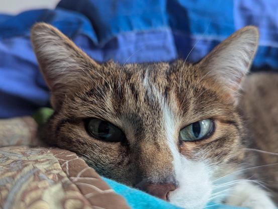 Cat looking sleepily at the camera.