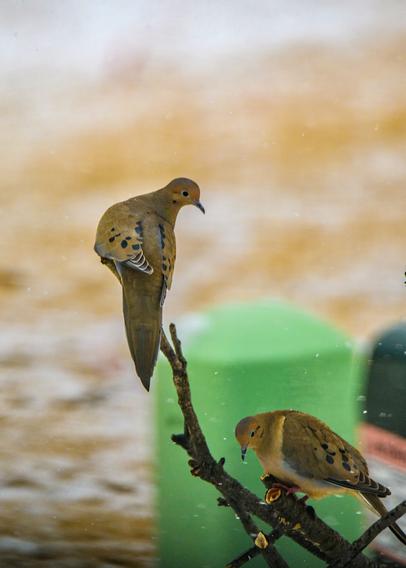 Two brownish doves perched on a ground stick