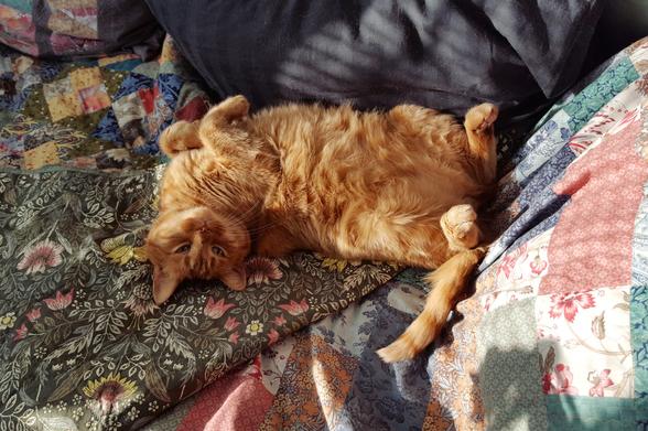 A ginger tabby cat flopped onto his back on a couple of colourful quilts. His tummy ruffles of soft fur are all this way and that, and soft light from the left, through the blinds, casts him in a dappled sort of light. His deep copper stripes are so very orange, and his little paws are all sticking up into the air, comfortably curled, as he gazes towards the camera, ponderously a bit away from looking at the viewer. His eyes are a green mixed with orange that doesn't sound very feasible, and yet is. He is completely at ease and just enjoying a bit of sun and attention. The quilts, which are a mix of colours found in a field of flowers, are very complementary to his colours.