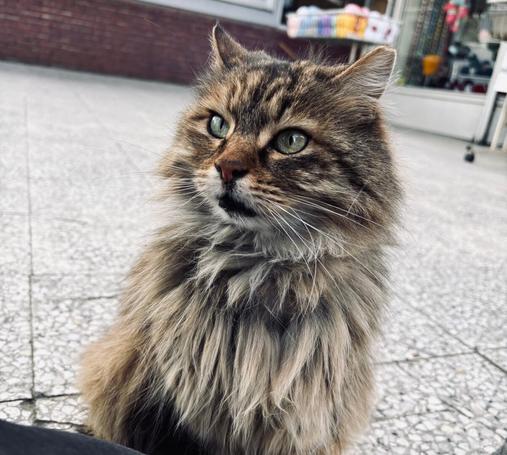 Close up photo of a stray cat in the street. Cat has a mane and bright green eyes. Standing nearby my knee.