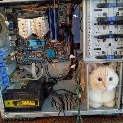 A photograph of a cat in a computer server. The cat appears installed into a rectanglar bay area