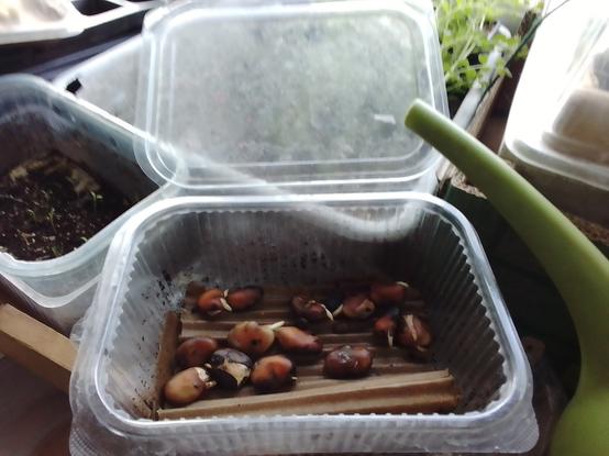 Sprouting broad beans on damp cardboard in a lidded clear plastic supermarket food packaging box