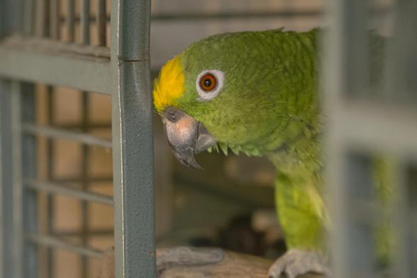 A close-in view of a green parrot with a yellow crown and sparkling red-orange eyes. He is looking out the wide-open door of a barred cage but making no move to exit. This bird is over 50 years old & has lived with me since 1993 & can easily let himself out but, well, he is a lazy old birb & prefers to be carried wherever he goes.  Photo by Peachfront.