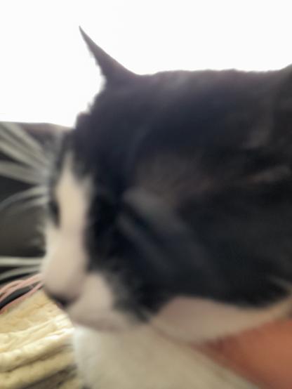Cat with white face and black head rubbing against the lens.