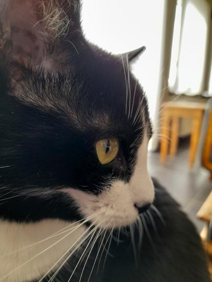 Cat with white face and black head looks away from the camera.