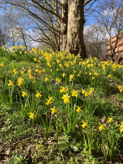 Daffodils on slope with trees behind