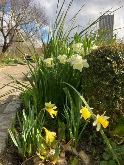 Two types of daffodils with path, tree and tower blocks behind