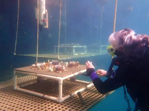 image/jpeg a scuba diver sets up a frame with light devices in it in bright blue waters.

Andrea Grottoli tending to an UZELA experiment (Ohio State University)