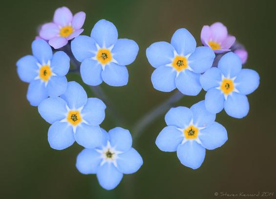 A heart shaped ring of small blue flowers with a couple of pink ones at the top of the heart shape. There are 5 petals on each and they culminate in a white starburst effect towards the middle, which is a deep yellow with darker centre. There is a green background.