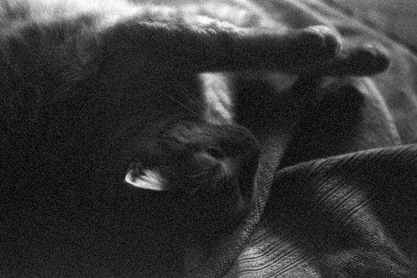 A very grainy black and white photograph of a cat, mostly in shadow, lying on a blanket and stretching is paws towards the sunlight.