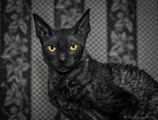 A mostly black and white photo of a black cat with short, curly, shiny hair. sitting sideways with her head turned towards the photographer There are no whiskers on her face as another cat probably chewed them off. She has startling yellow eyes looking straight at the camera. They look almost scary. Behind her is a patterned wallpaper with stripes, flowers and diagonal chequerboard pattern.
