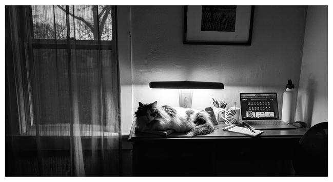 A black-and-white photo of a long-haired white tabby, lying on a desk in the early hours of the morning. The metal desk lamp is on, and the only other light is the rising sun, just visible out the window next to the desk. A laptop is on the desk, along with a coffee mug, a reusable water bottle, a novelty mug full of pens and a notepad.