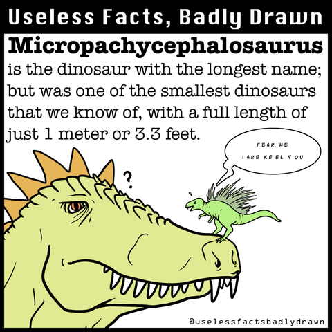 Micropachycephalosaurus is the dinosaur with the longest name; but was one of the smallest dinosaurs that we know of, with a full length of just 1 meter or 3.3 feet.