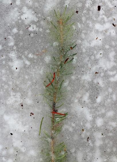 Macro photograph of a green spruce twig frozen in the ice. Orange needles and other debris are on top of the ice.