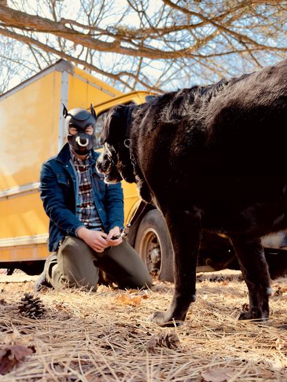The scene shifts to a touching moment between two beings sharing a profound connection. Kneeling on the golden straw-covered ground, the figure in their distinctive black puppy hood and navy denim jacket reaches toward a magnificent black Labrador. The dog's glossy coat shimmers in the sunlight, its powerful body positioned confidently as it stands before its kneeling companion. Behind them looms the same vibrant yellow truck, now providing context to their countryside excursion. Bare trees reach toward the crystal blue sky, creating a natural canopy over this intimate moment. The contrast between the structured leather hood with its metallic accents and the dog's natural form creates a visual dialogue about companionship across different expressions of identity. Pine cones scattered across the ground add textural detail to this sensual outdoor setting where devoted play and authentic connection merge beautifully.