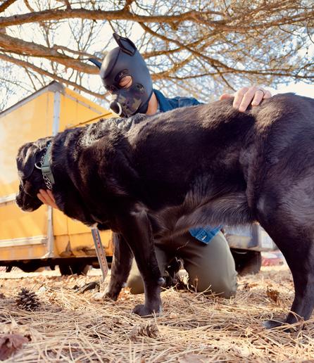 This intimate close-up captures the deepest essence of connection between handler and companion. The figure in the sleek black neoprene puppy hood have their eyes closed while gently placing their hand on the black Labrador's powerful back, creating a bridge between their worlds. The hood's pointed ears stand proud against the blue sky, while the metallic ring at the muzzle gleams in perfect harmony with the dog's collar chain. The Labrador's muscular form and glossy coat create a stunning contrast against the golden straw beneath their feet. The yellow truck stands sentinel in the background, framed by winter-bare branches that create a natural frame for this moment of tenderness. There's something profoundly moving about the tactile connection between hands and animal fur – a wordless communication that transcends conventional relationships and speaks to primal bonds of trust, care and mutual respect.
