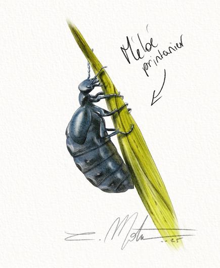 Illustration d'une femelle de Méloé printanier sur une herbe