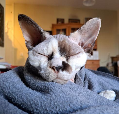My cat Ivy wrapped in a grey fleece blanket with only her head out and the tip of her leg. Eyes closed. She has big ears and her cour is a mix of creamy, light brown and black.