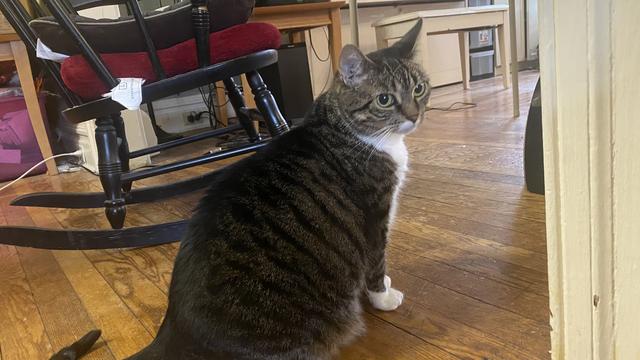 Squirrel Car sits at attention