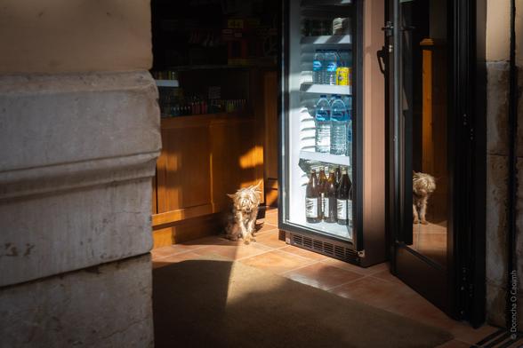 A small dog sits in a sunlit corner of a shop in Malaga, Spain, next to a fridge stocked with bottled water and beer. The dog's reflection is visible in the glass door of the fridge.