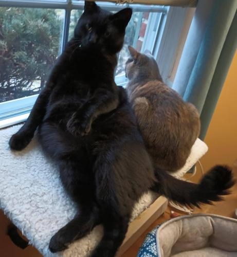 A big black cat is sitting awkwardly on a white window shelf.  He is leaning back, with one foreleg resting on the shelf while the other is in the air.  His hind legs are thrust forward, sticking out straight.  Lying beside him, looking out the window, is a small dilute tortoiseshell cat, with fur in muted tones of grey, orange and white.