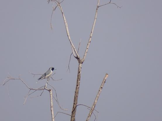 Masked Woodswallow (Artamus personatus)
LC Least Concern