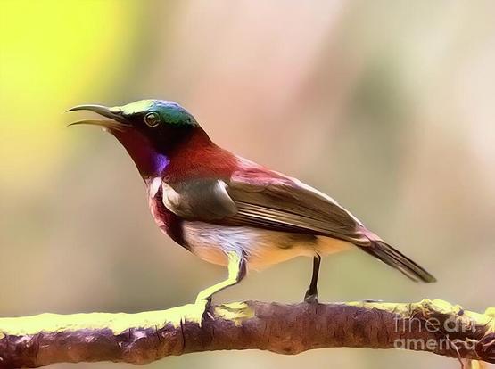A vibrant bird with iridescent plumage perches on a branch, its head turned and beak slightly open. Bright colors and a blurred background give the scene a lively and dynamic feel.
This beautiful Colorful Purple Rumped Sunbird Photo used courtesy of my Indian friend Kartik and digitally enhanced.