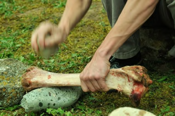 matière dure animale
technologie
expérimentation