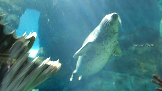 2回転しちゃうぜ〜 ゴマフアザラシ｜札幌市円山動物園