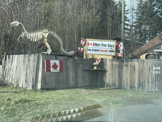A picture of an old wooden fence shows a large dinosaur structure made from reclaimed steel. There’s a Canada flag attached to the fence underneath where the large dinosaur is standing above the fence. In the centre is a newly erected sign that says not for sale you stupid orange turd. There are Canada in Mexico flags on the left side of the sign and Greenland and Panama flags on the right side of the sign. Mounted in the corner of the fence on a board is a small Golden painted toilet with head in the shape of Donald Trump with a large Pinocchio style nose.