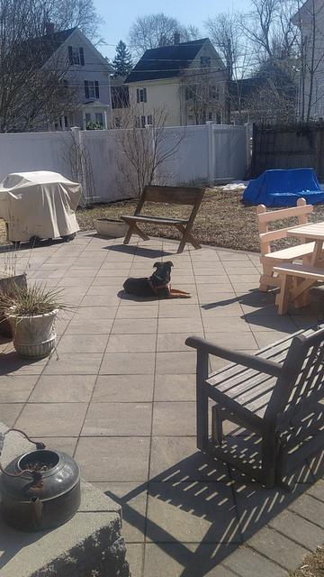A dog lays on a sunny paver porch enjoying the early afternoon.