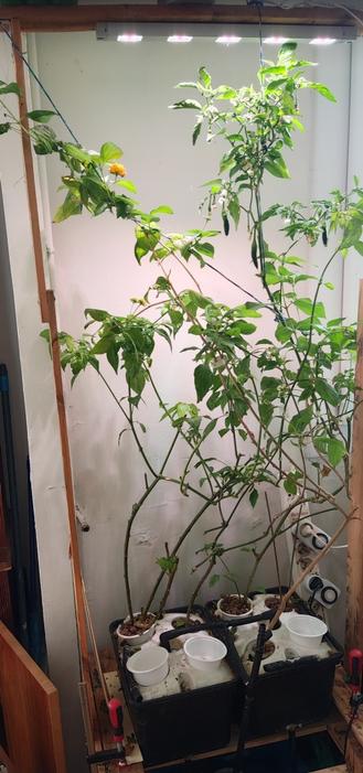Picture of my 2 dutch bucket hydroponic system with multiple pepper plants and one flower with foundation made out of pallet wood and IKEA LED grow light.