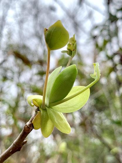 A close-up of new leaves emerging from a thin stem, set against a blurred background of greenery. It looks like arms outstretched, like stretching in the morning after waking up.