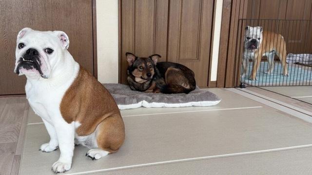 まるこの愛情のおかげで保護犬が隅っこ暮らしを卒業する事が出来ました！