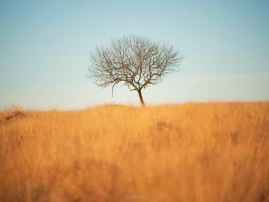 No, not the Savanna. The Mendip Hills.......

A7Riii - T70-180/2.8